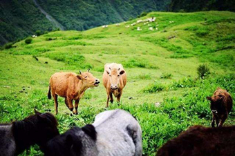 【卓西牧场1日游】成都周边户外徒步一日游高山卓西牧场
