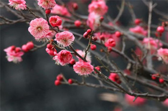 【丹景山红梅1日游】成都周边1日游丹景山红梅赏花风铃节