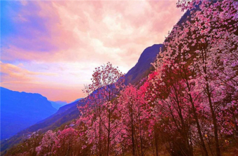 【花溪景辛夷花1日游】成都周边一日游之徒步赏花溪景辛夷花（含门票）