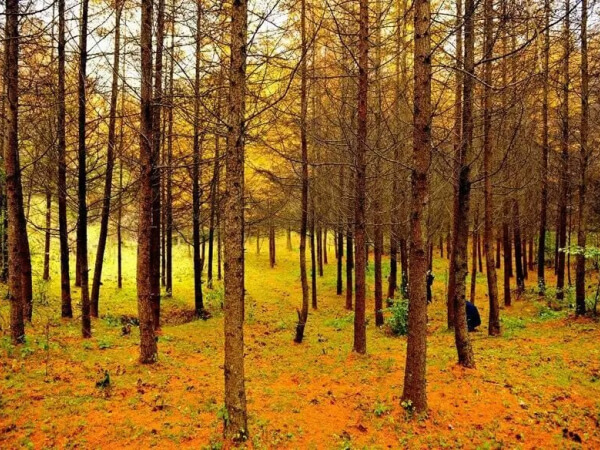 【松林湾秋游1日游】成都周边一日游徒步卧龙松林湾
