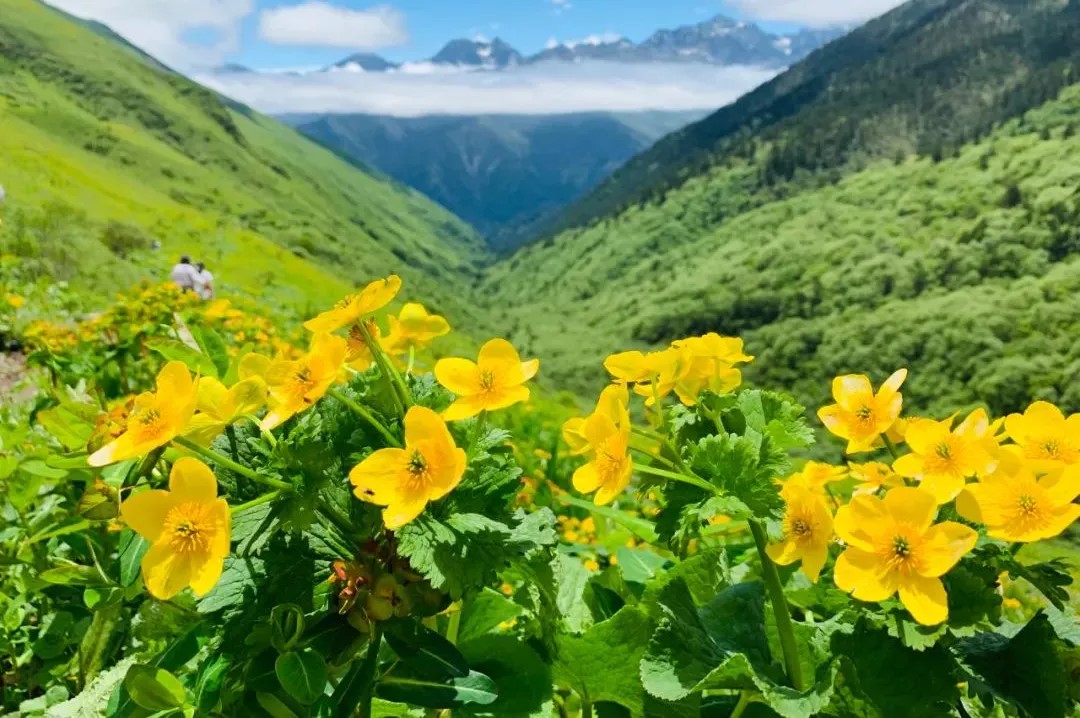 【巴朗山穿越鄧生溝1日游】成都周邊一日游巴朗山徒步穿越看花