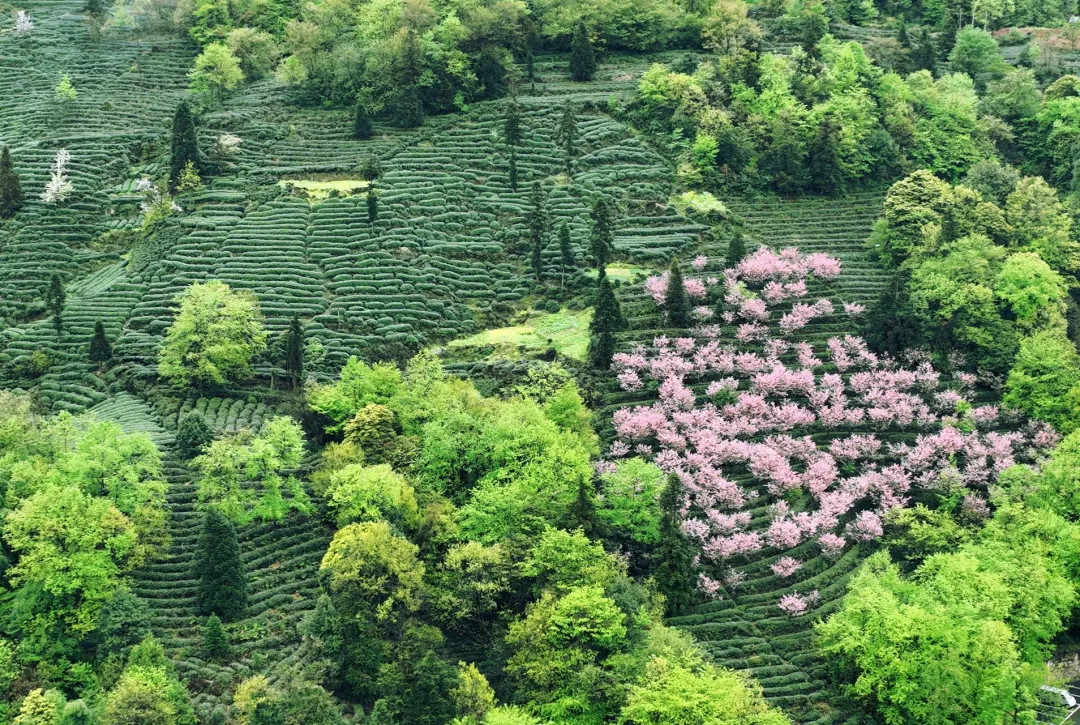 【蒙顶山1日游】成都周边一日游之春季茶花赏秋蒙银杏采茶一日游