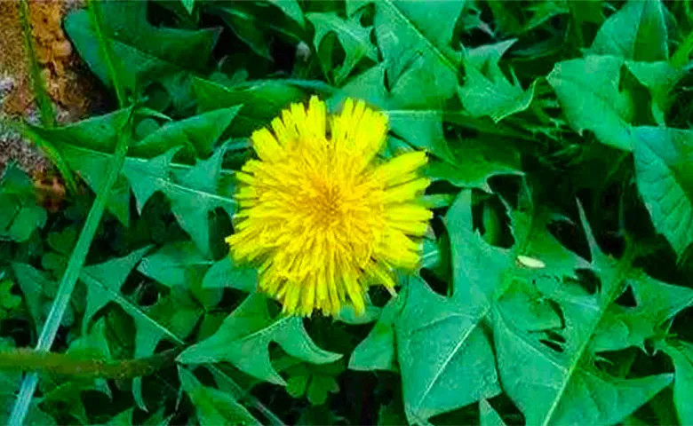 【南宝山挖野菜1日游】成都周边一日游之南宝山挖野菜一日游