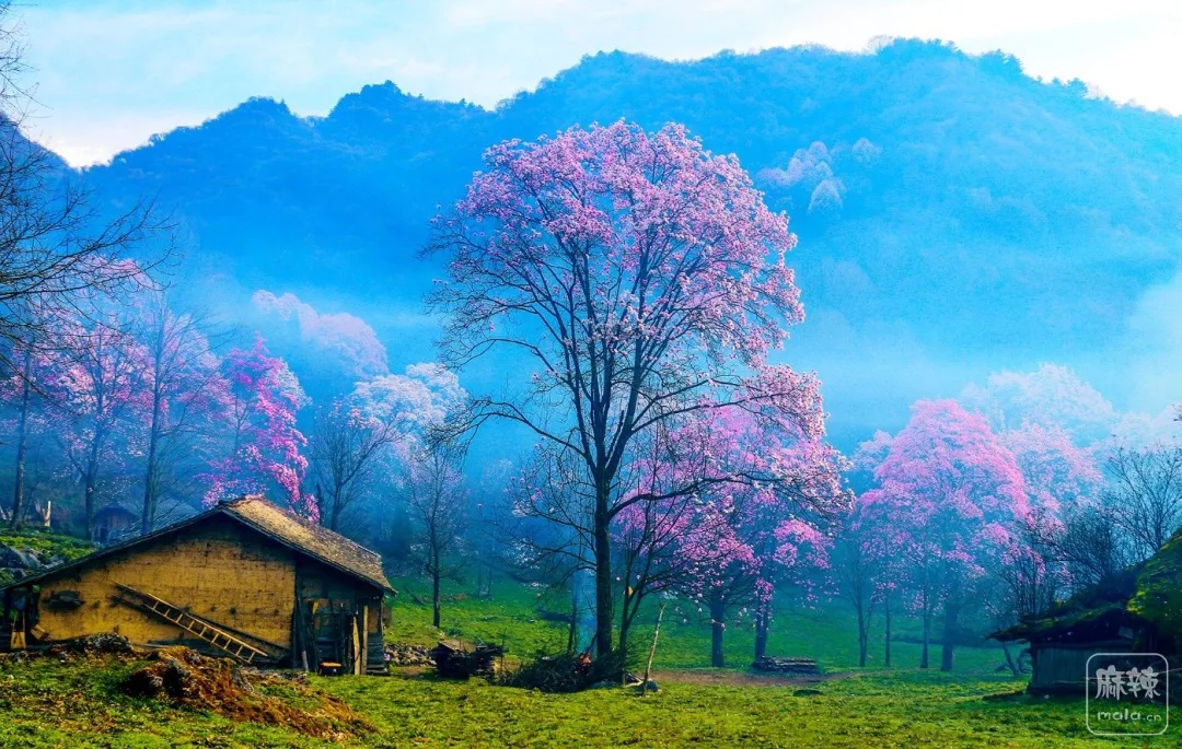 【藏王寨辛夷花2日游】成都周边游之藏王寨辛夷花徒步2日游