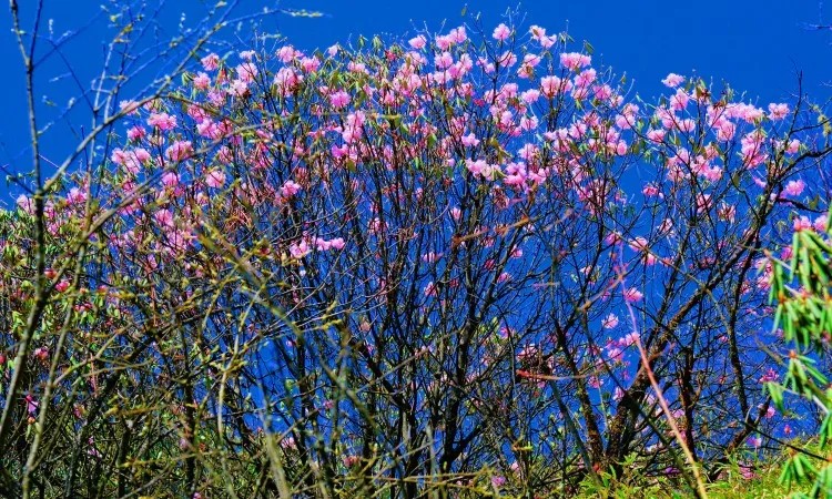 【泥巴山垭口1日游】成都周边一日游之徒步邂逅小牛背山泥巴山