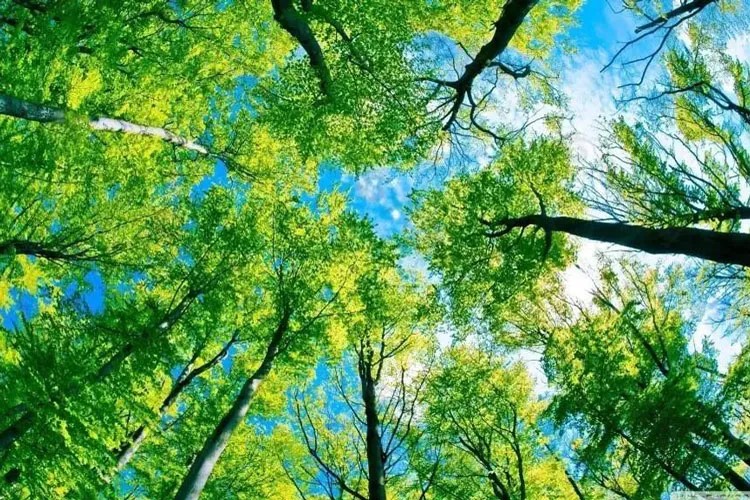 【卧龙拉拉虎1日游】成都周边一日游之速登拉拉虎森林挑战1200米疾速爬升--拉拉虎
