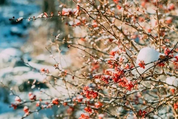 【梦屯河谷2日游】成都周边游之超划算的滑雪盛宴，品最美味的铁板烧烤孟屯河谷2日游（节假日特辑）